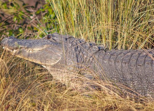 Kiawah Island Alligator